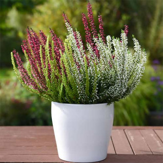 Calluna (Iarba neagra) Trio Girls Athene/Hilda/Zelda imagine 4