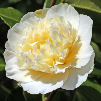 Camelie japoneză Yellow imagine 4