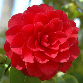 Camelie japoneză Red imagine 1