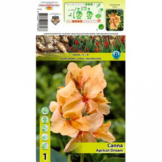 Canna Apricot Dream imagine 7