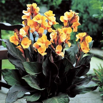 Canna Louis Cottin  interface.image 2