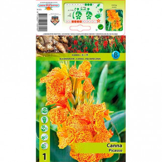 Canna Picasso imagine 5