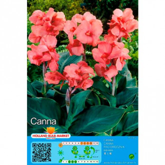 Canna Pink imagine 10