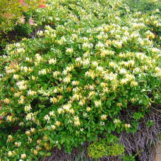 Caprifoi (Mâna Maicii Domnului) japonez Aureoreticulata imagine 10