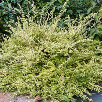 Caprifoi (Mâna Maicii Domnului) Lemon Beauty imagine 1