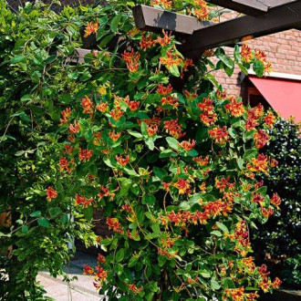 Caprifoi Serotina imagine 5