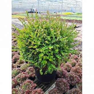 Caprifoi târâtor Copper Glow imagine 18