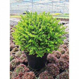 Caprifoi târâtor Green Breeze imagine 16