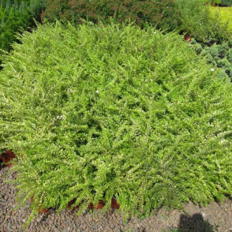 Caprifoi târâtor (Mâna Maicii Domnului) Elegant imagine 17