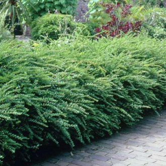 Caprifoi târâtor (Mâna Maicii Domnului) Maigrun imagine 4