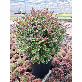 Caprifoi târâtor Purple Mist imagine 15