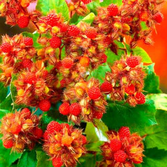 Zmeur Japonez imagine 1