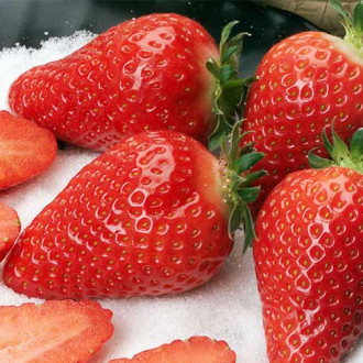 Căpșuni Alba imagine 7