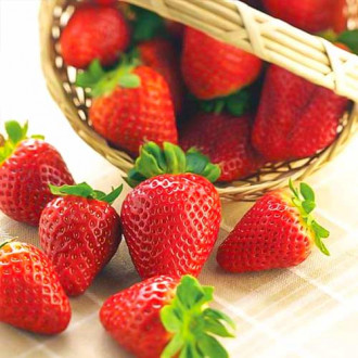 Căpșuni Albion imagine 14