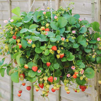 Căpşuni Ampelnaya imagine 12