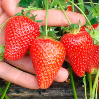 Căpșuni Asia imagine 3