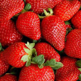 Căpșuni Asia imagine 17