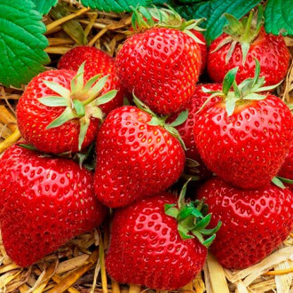 Căpşuni Elegance  imagine 14