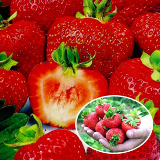 Căpşuni (cu fructe mari) Regina Elisabeta a II-a - 5 răsaduri imagine 18