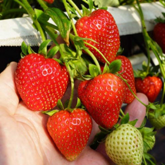 Căpșuni Daroyal imagine 6