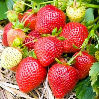 Căpșuni Elianny imagine 3