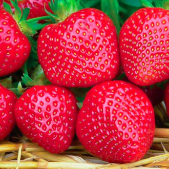 Căpșuni Fenella imagine 2