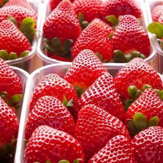 Căpșuni Fortuna imagine 9