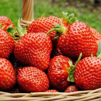 Căpșuni Garda imagine 14