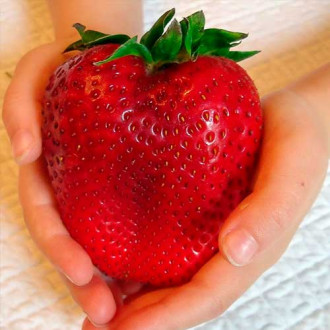 Căpşuni Gigantella imagine 9