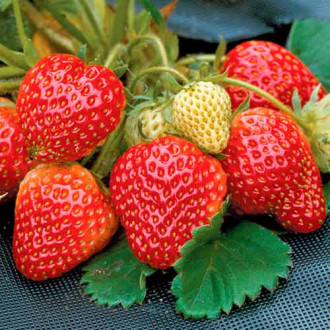 Căpșuni Honeoye imagine 4