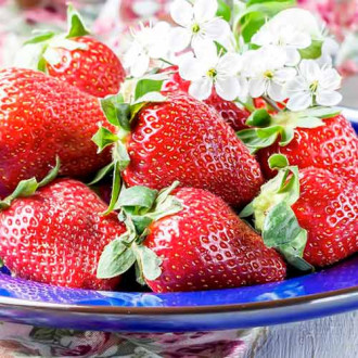 Căpșuni Korona imagine 1