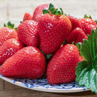 Căpșuni Lambada imagine 5