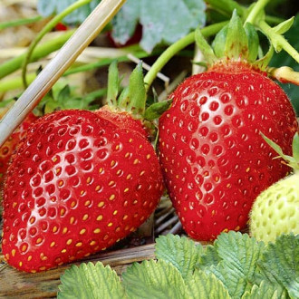 Căpșuni Pandora imagine 9