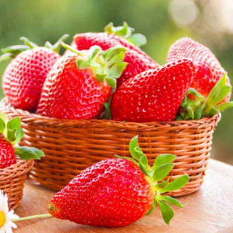 Căpșuni Queen Elisa imagine 10