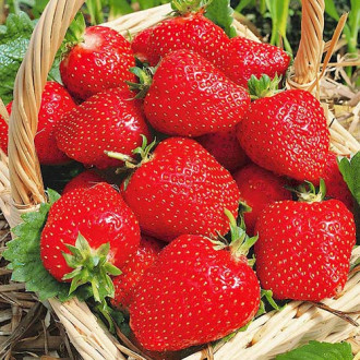 Căpșuni Roxana imagine 3