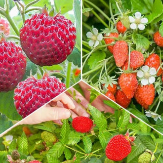 Ofertă specială! Căpșuni și fragi Gourmand, set de 3 soiuri imagine 18