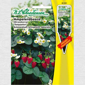 Căpșuni Temptation (Chrestensen) imagine 2