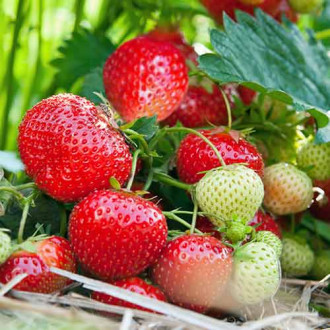 Căpșuni Vima Tarda imagine 4