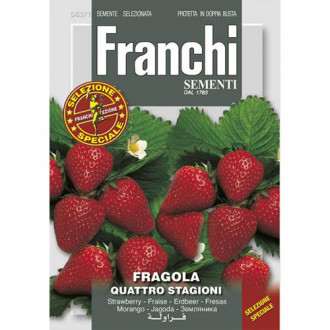 Căpșuni Quattro Stagioni imagine 18