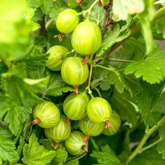 Цариградско грозде Mucurines изображение 13