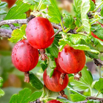 Цариградско грозде Spinefree изображение 5