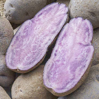 Cartofi de sămânță Blaue Bambergen Hörnchen imagine 2