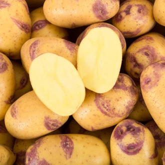 Cartofi de sămânță Blue Belle imagine 8