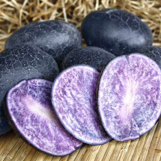 Cartofi de sămânță Blue Congo imagine 3