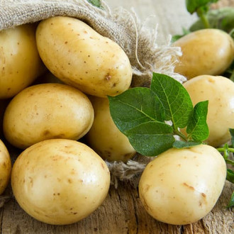 Cartofi de sămânță Colette imagine 5