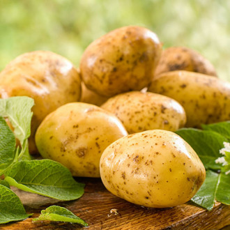 Cartofi de sămânță Constance imagine 2