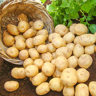 Cartofi de sămânță Marfona imagine 3