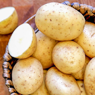 Cartofi de sămânță Maris Pipers imagine 7