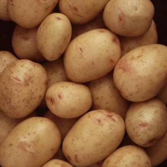 Cartofi de sămânță Marisol imagine 10