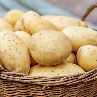 Cartofi de sămânță Prada imagine 15